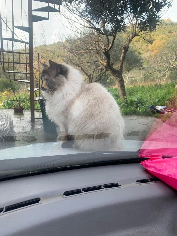 Bellissima, maestosa, 3 anni - media 7