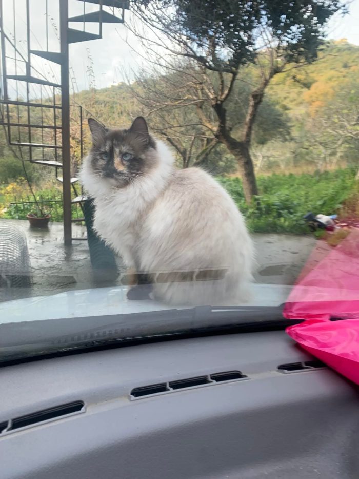 Bellissima, maestosa, 3 anni - media 6