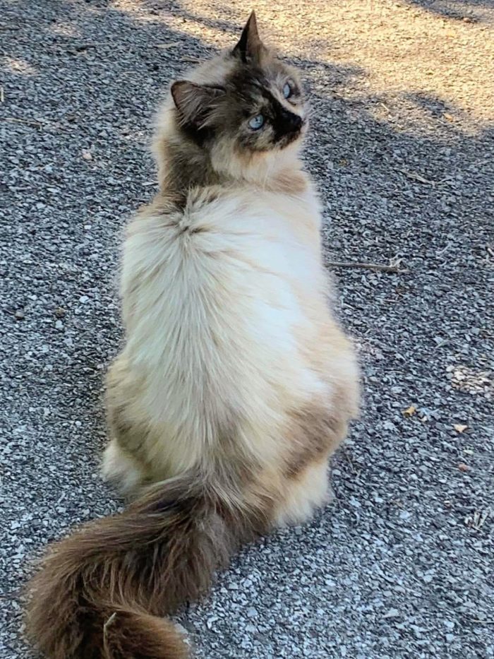 Bellissima, maestosa, 3 anni - media 8