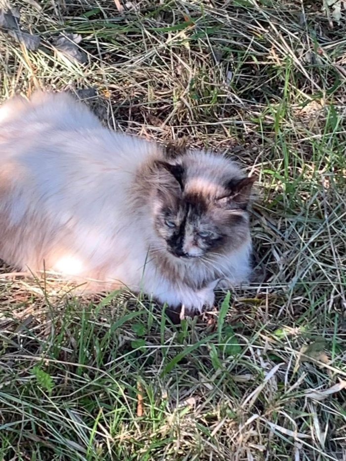 Bellissima, maestosa, 3 anni - media 9