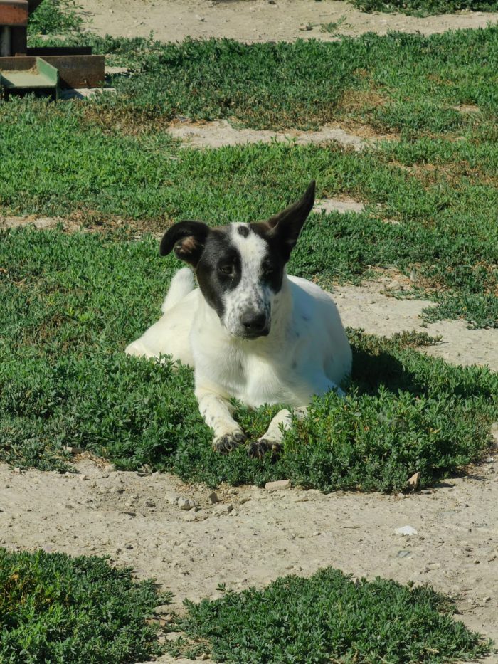 Jessica splendida dolce cucciola cerca casa - media 6