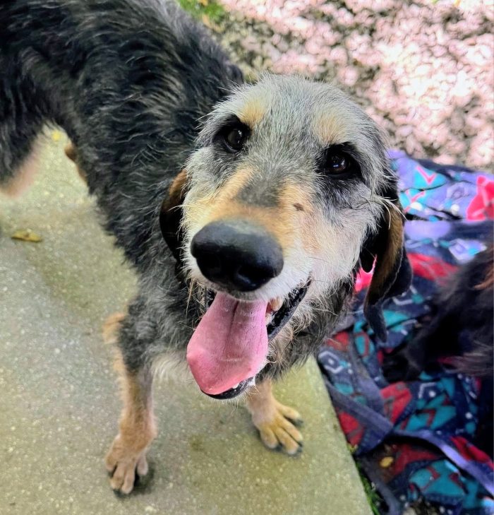 Caro, buon cagnolino, taglia media contenuta