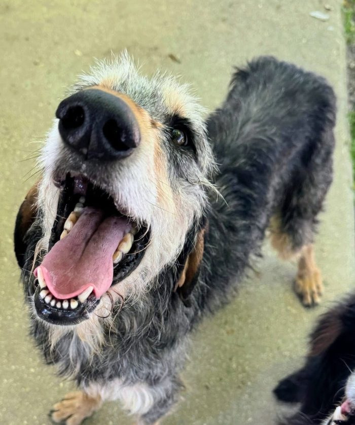 Caro, buon cagnolino, taglia media contenuta