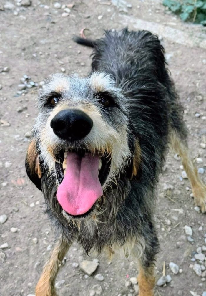 Caro, buon cagnolino, taglia media contenuta