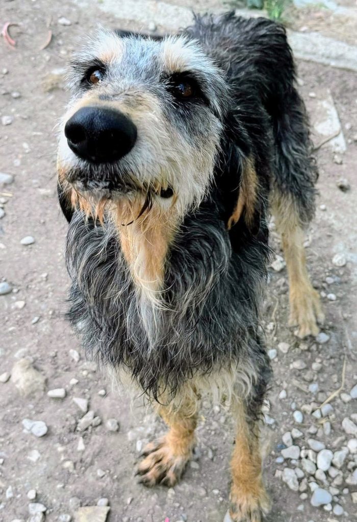 Caro, buon cagnolino, taglia media contenuta - media 4