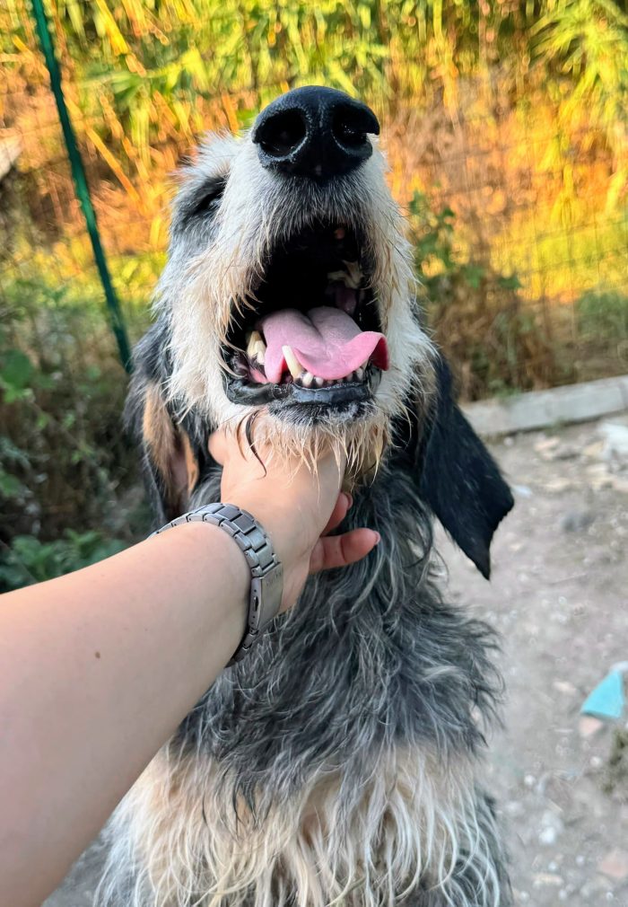 Caro, buon cagnolino, taglia media contenuta - media 5