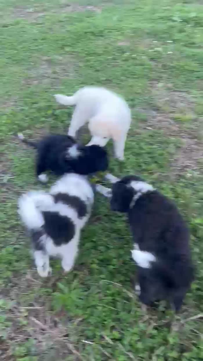 Cinque dolcissimi cuccioli - media 7