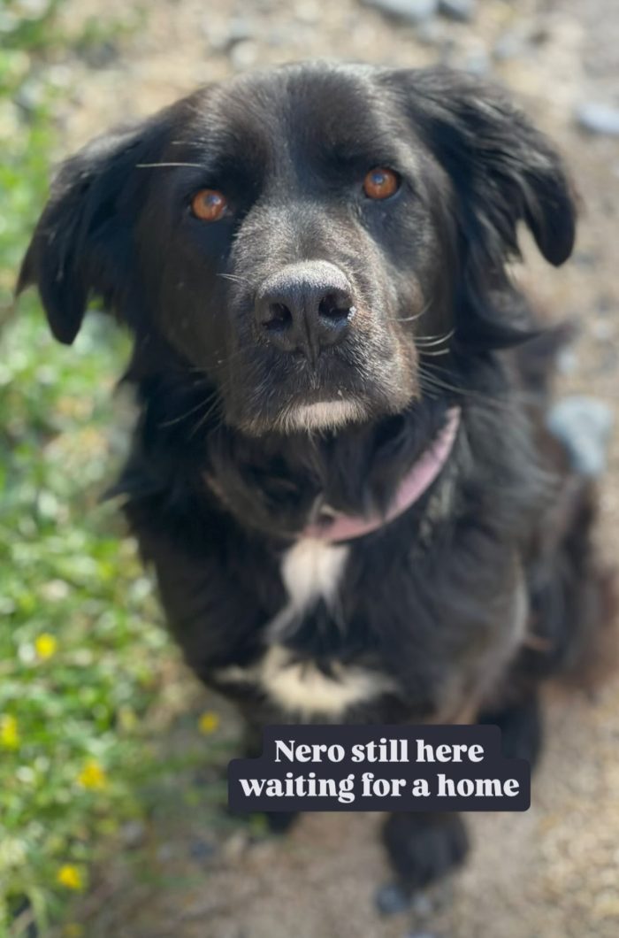 Nero needs a home