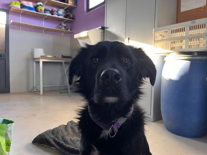 Nero needs a home