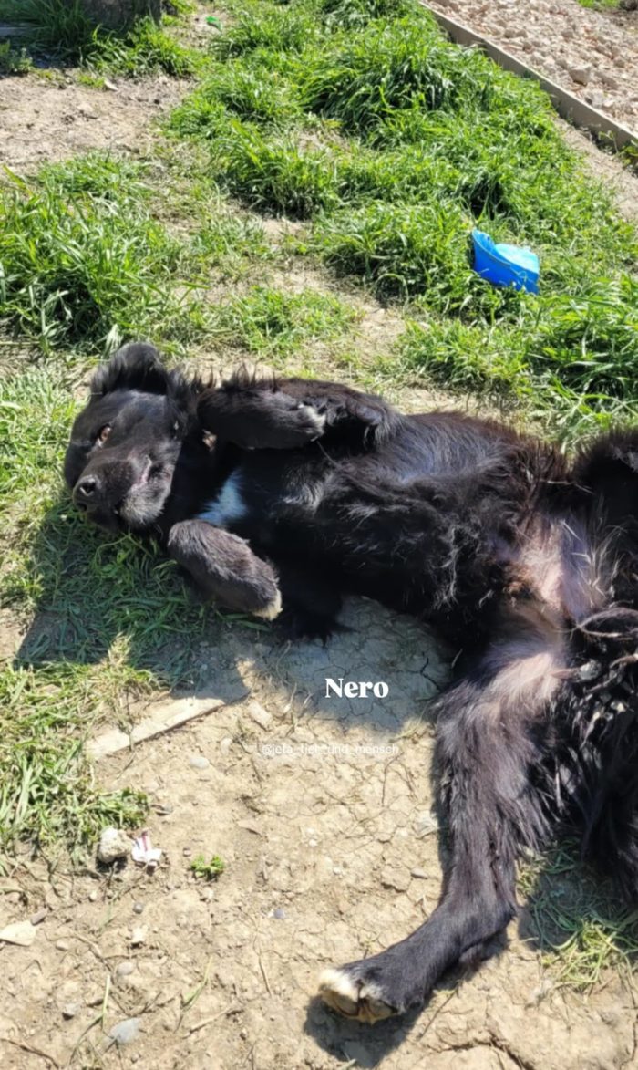 Nero needs a home
