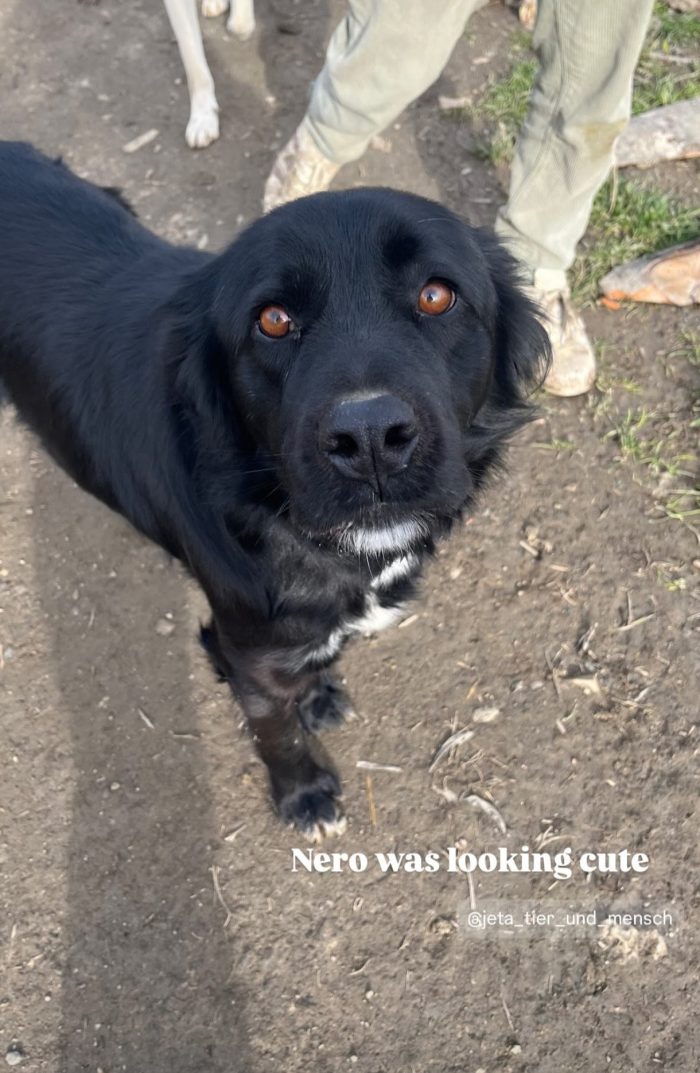 Nero needs a home - media 4