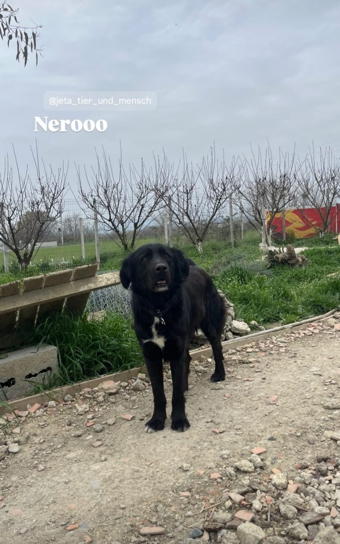 Nero needs a home - media 5