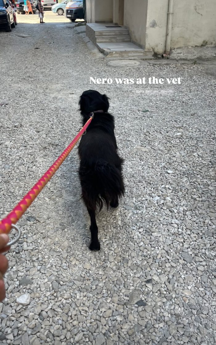 Nero needs a home - media 6