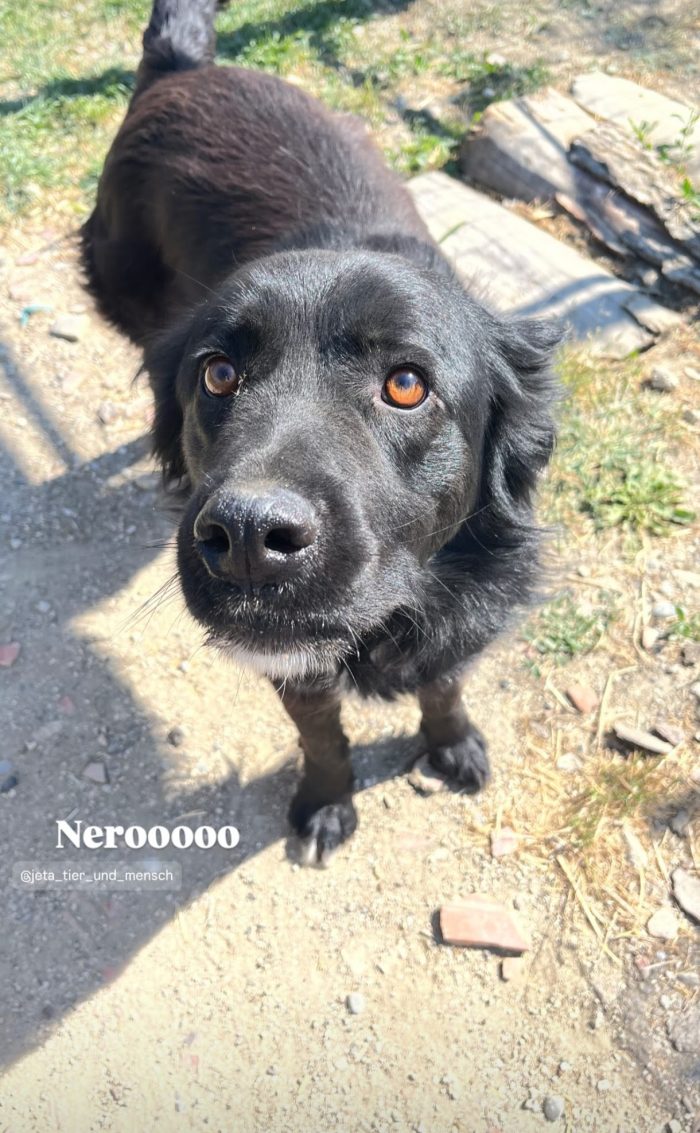 Nero needs a home - media 7