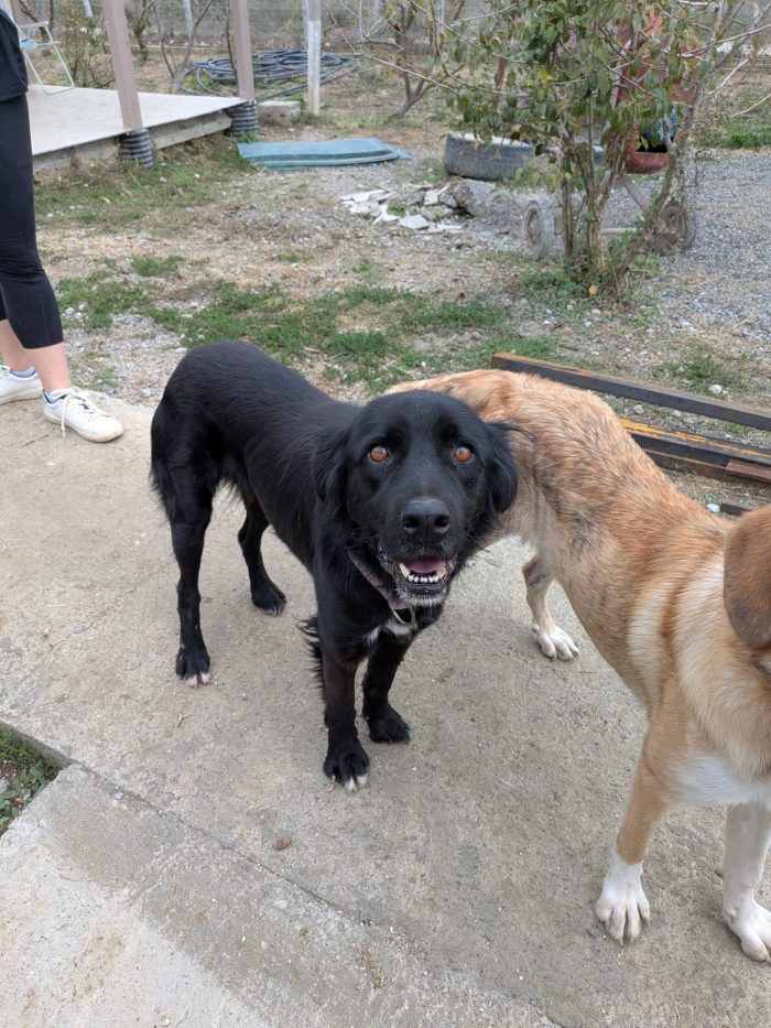 Nero needs a home - media 9