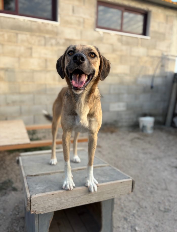 Willow wants a home