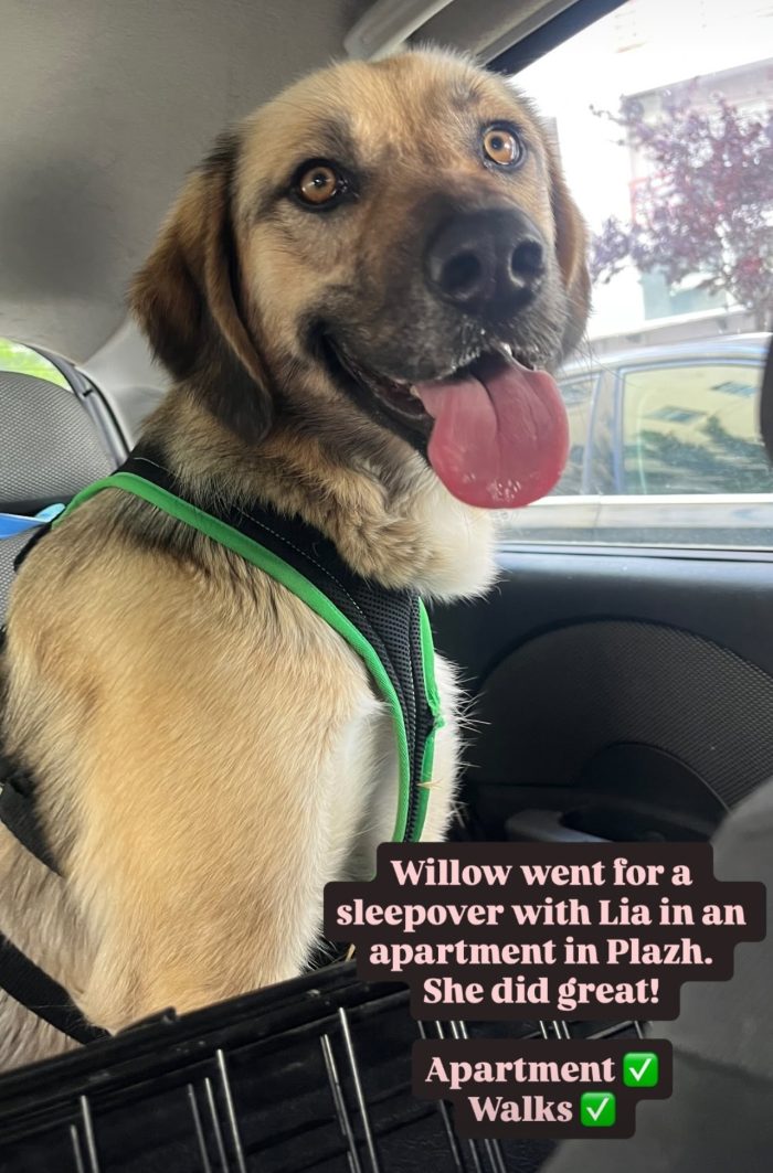 Willow wants a home