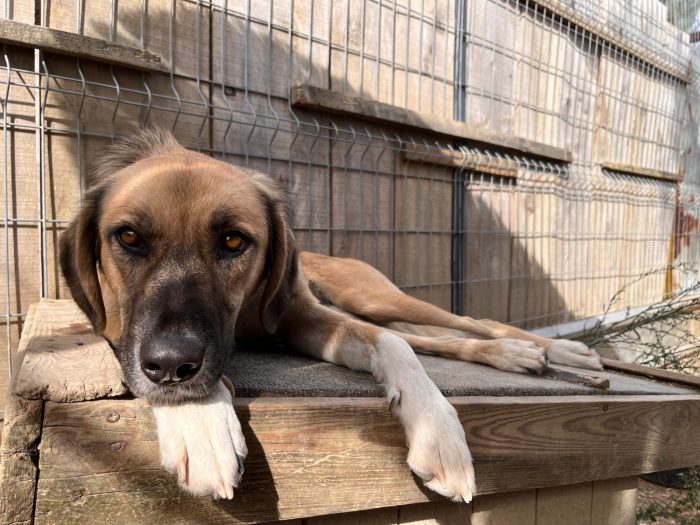 Willow wants a home - media 5