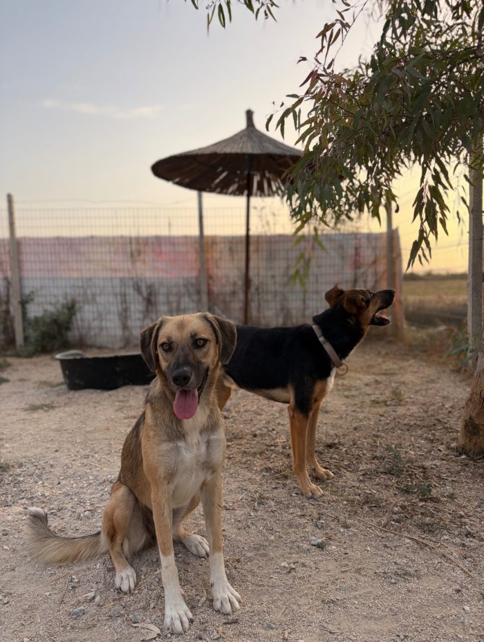 Willow wants a home - media 4