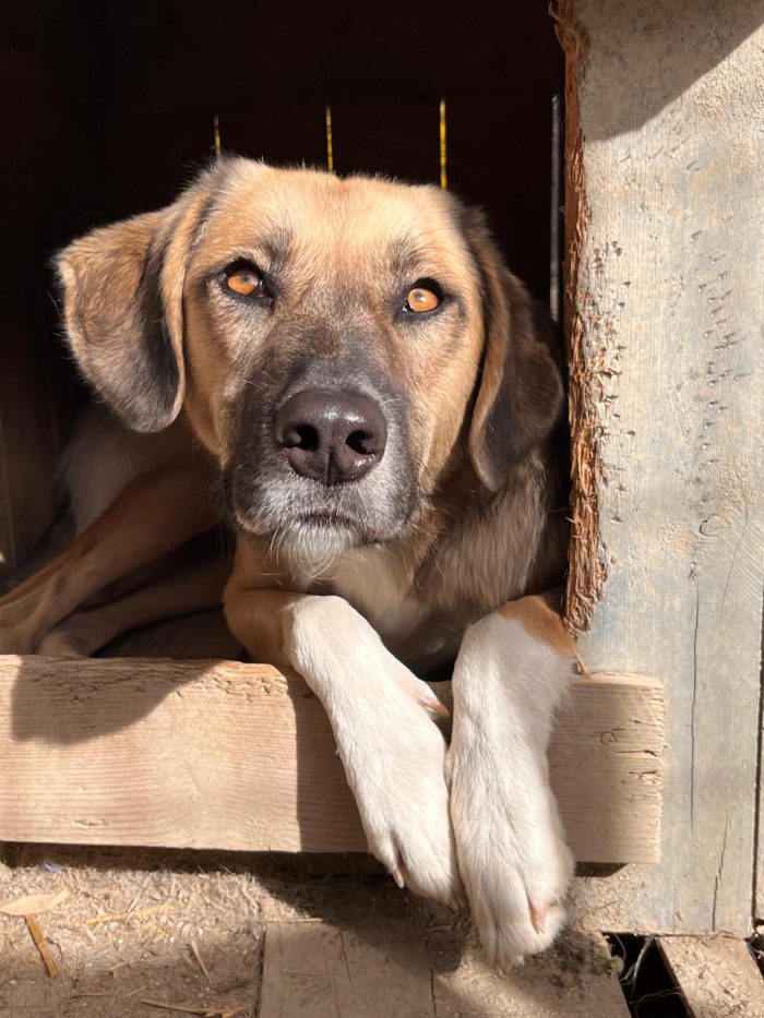 Willow wants a home - media 6