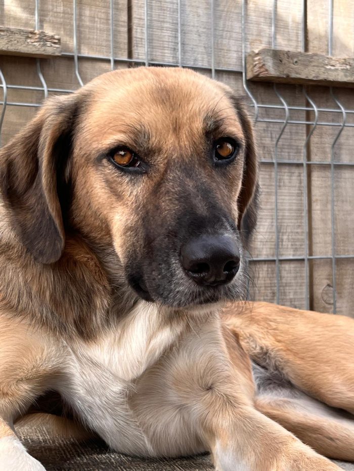 Willow wants a home