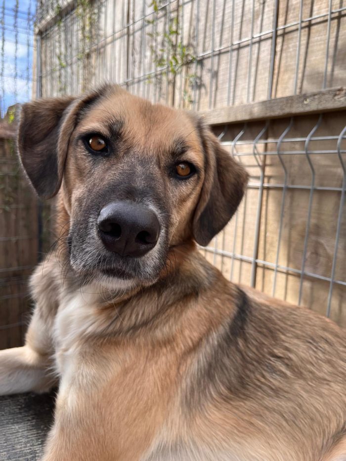 Willow wants a home - media 7