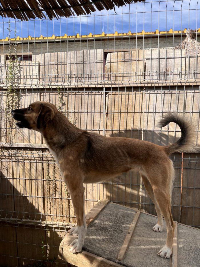 Willow wants a home - media 8