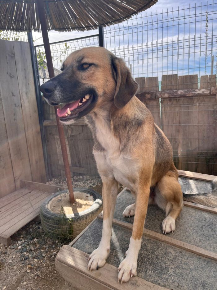 Willow wants a home - media 9