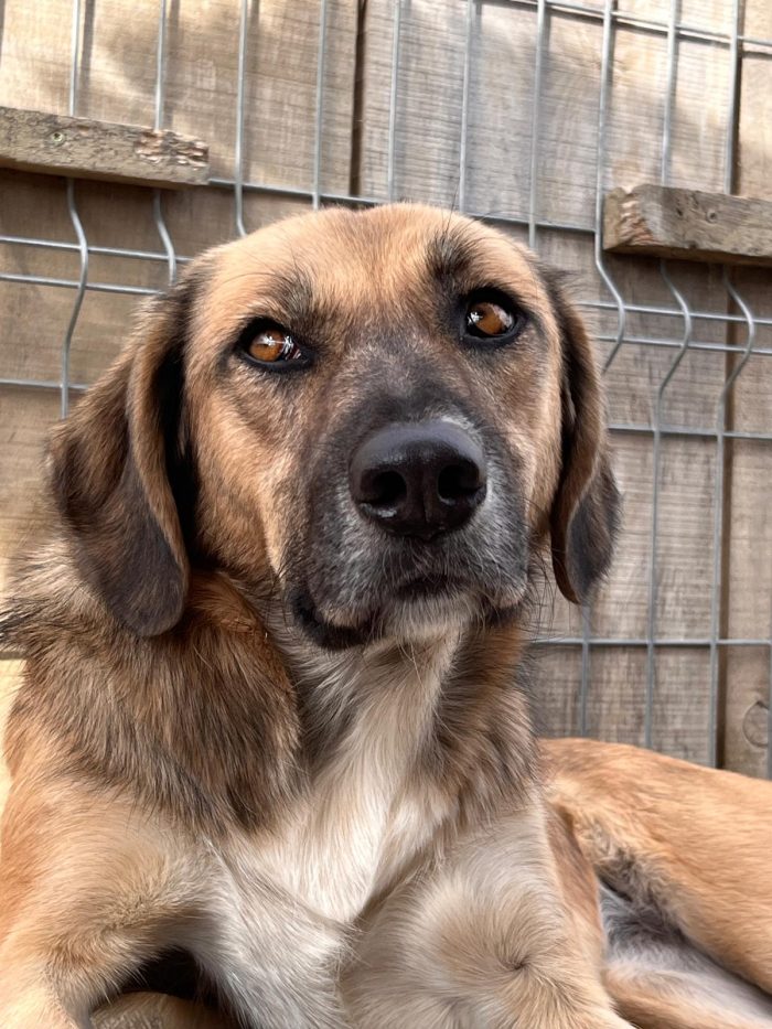 Willow wants a home - media 10