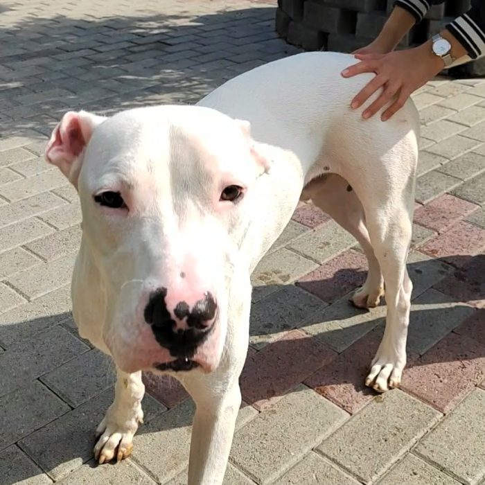 ALBINO BELLISSIMO DOGO
