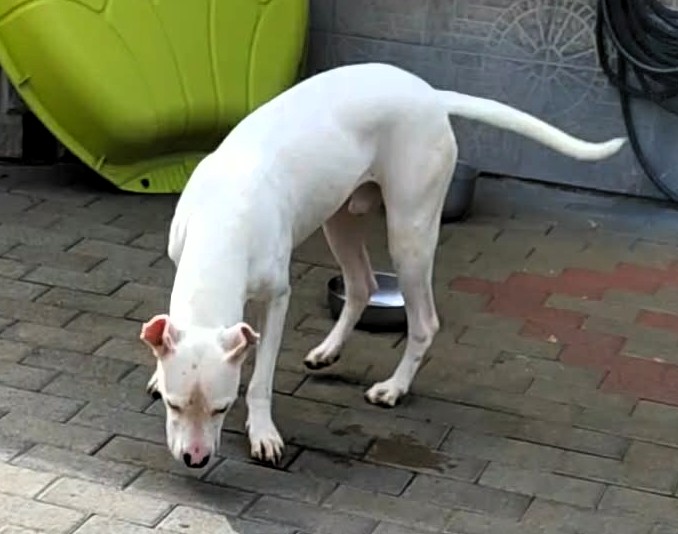 ALBINO BELLISSIMO DOGO