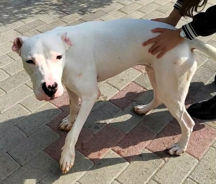 ALBINO BELLISSIMO DOGO