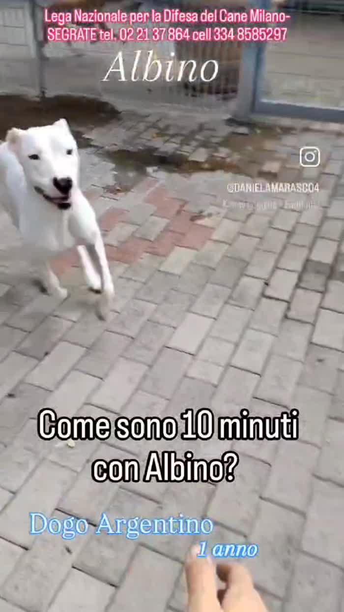 ALBINO BELLISSIMO DOGO - media 8