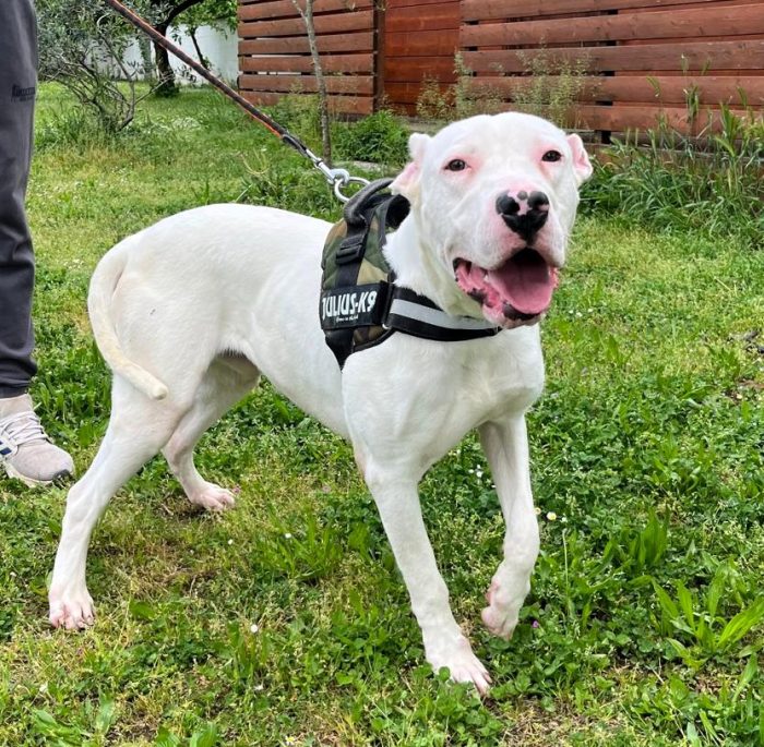 ALBINO BELLISSIMO DOGO - media 7