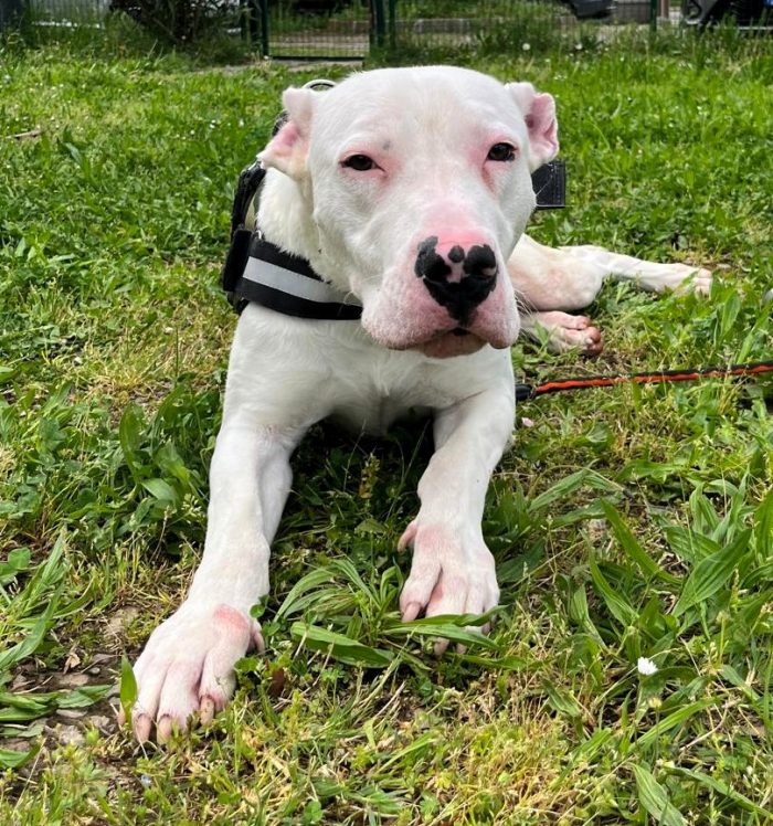 ALBINO BELLISSIMO DOGO - media 6