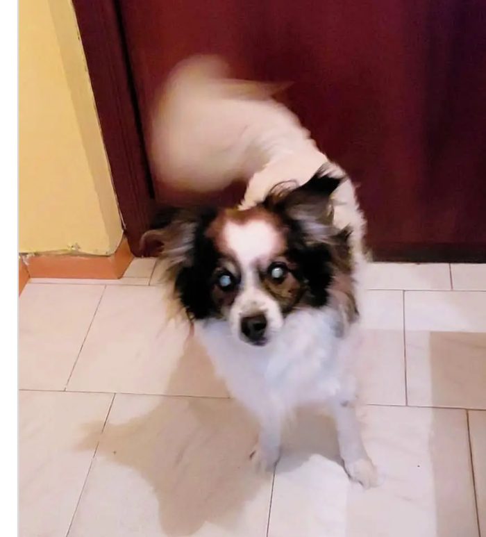 Leo 12anni tg piccola ipovedente URGENTE MANTOVA