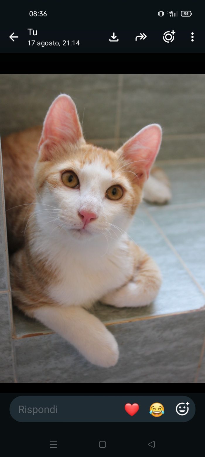Dolcissimo gatto bianco e rosso