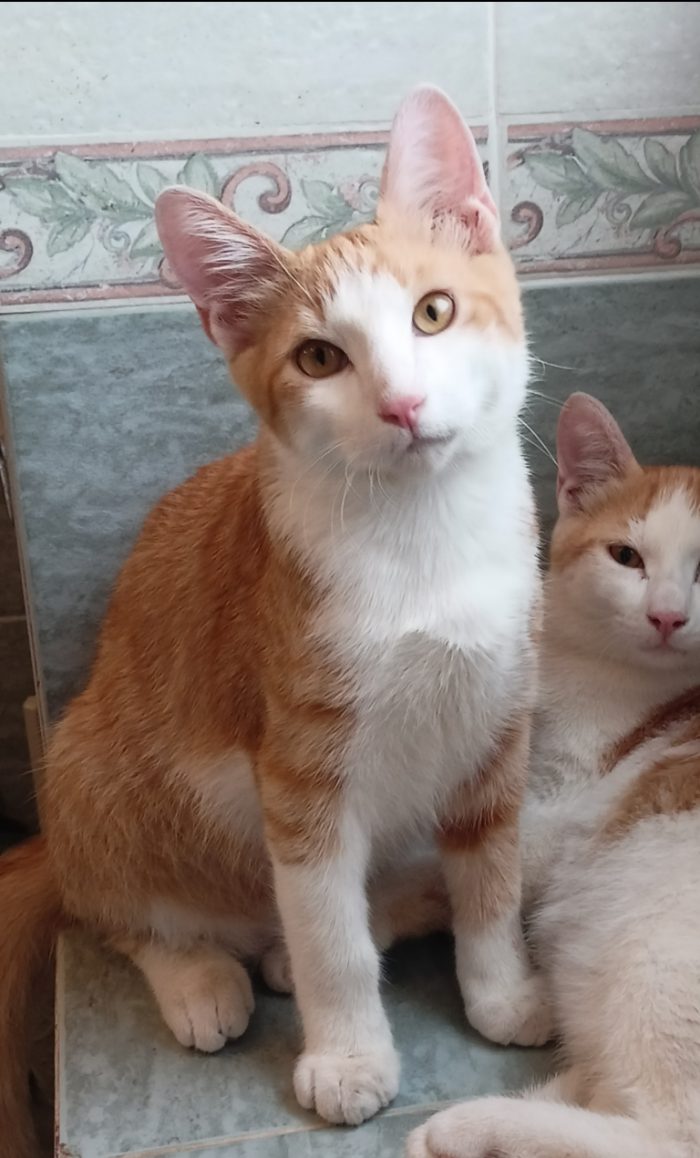 Dolcissimo gatto bianco e rosso