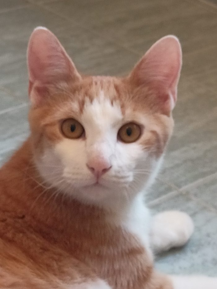 Dolcissimo gatto bianco e rosso