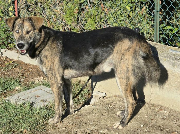 Corsaro 2 anni Taglia media grande