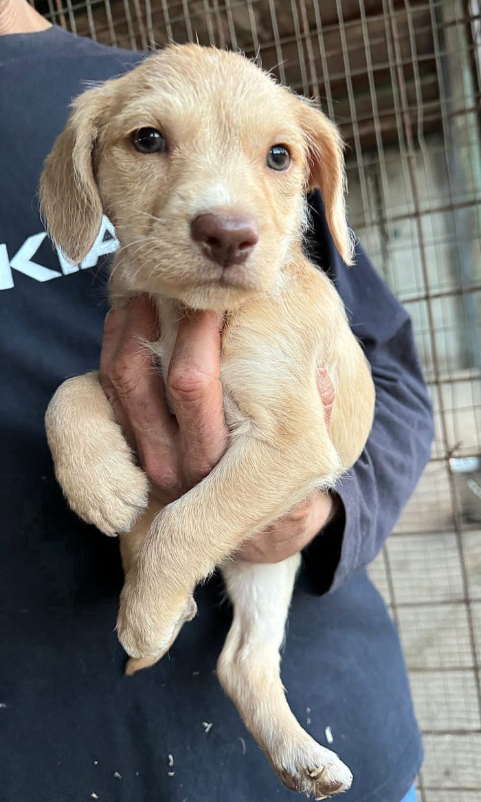 Olga 2 mesi mix lagotto