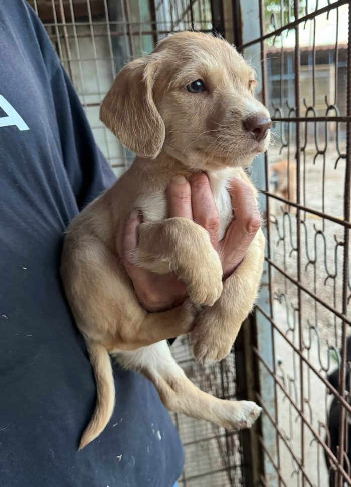 Olga 2 mesi mix lagotto