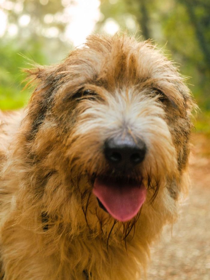 Blue, splendida ed equilibrata simil Terrier