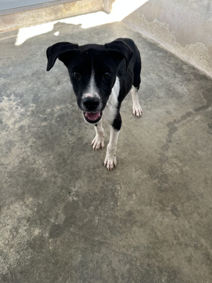 🐾❤️ CERCASI FAMIGLIA PER IL PICCOLO Jerry❤️