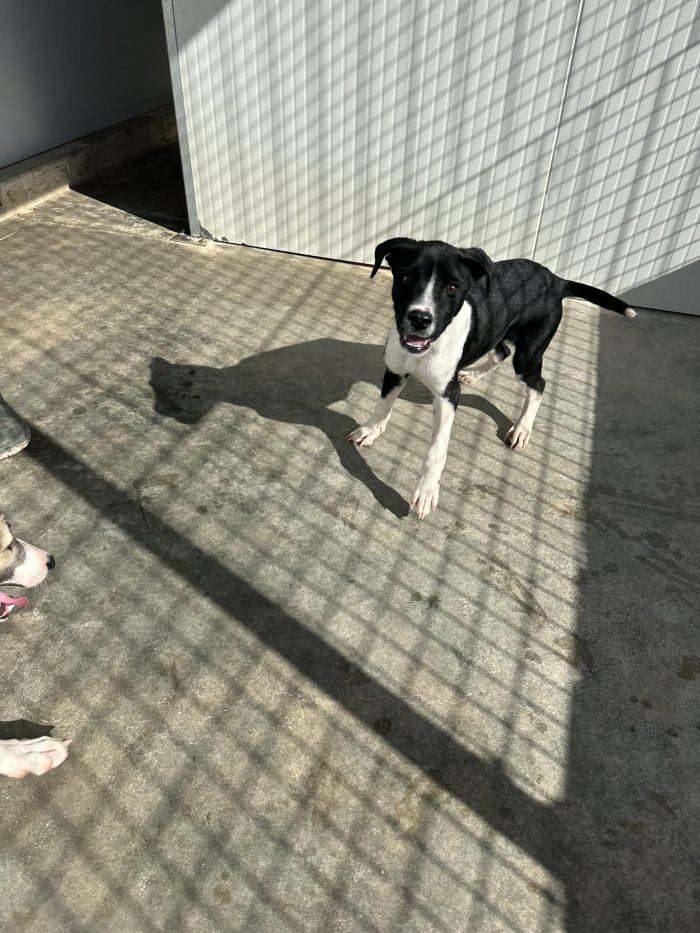 🐾❤️ CERCASI FAMIGLIA PER IL PICCOLO Jerry❤️ - media 5