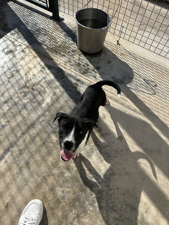 🐾❤️ CERCASI FAMIGLIA PER IL PICCOLO Jerry❤️ - media 6