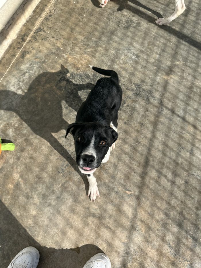 🐾❤️ CERCASI FAMIGLIA PER IL PICCOLO Jerry❤️ - media 7