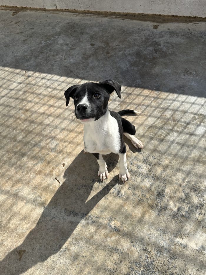 🐾❤️ CERCASI FAMIGLIA PER IL PICCOLO Jerry❤️ - media 9