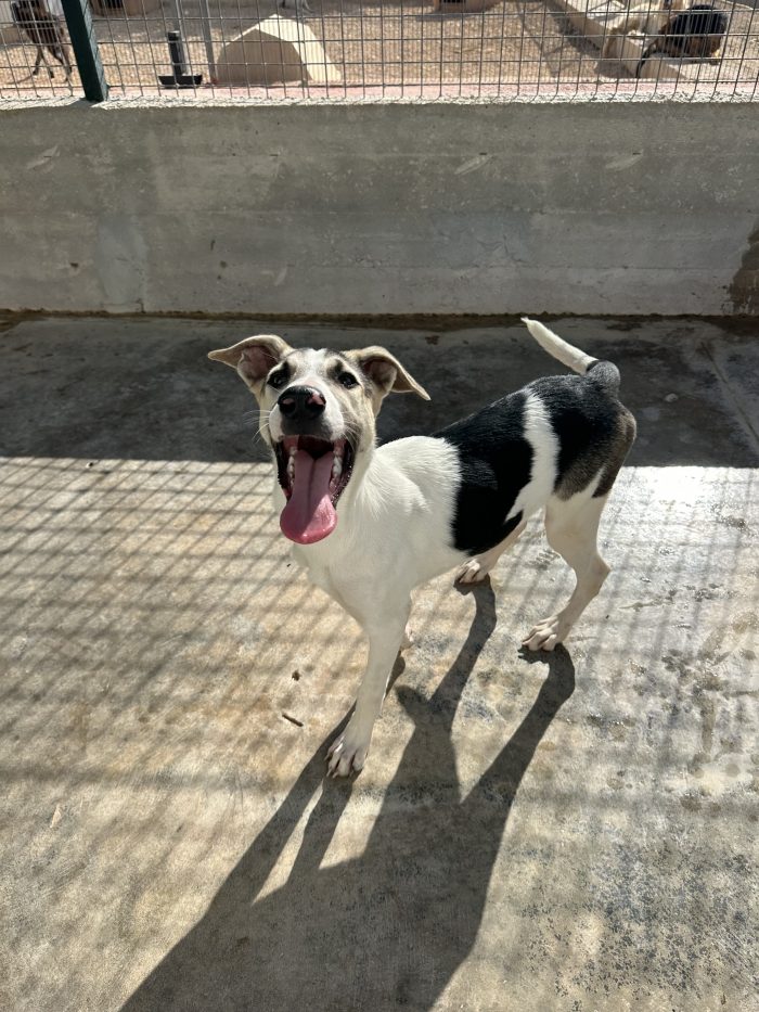💔🐾 MI CHIAMO MARS, HO 5 MESI E SONO RIMASTO SOLO… 🐾💔
