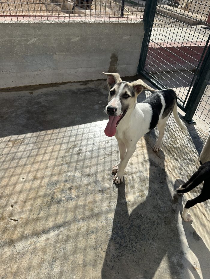 💔🐾 MI CHIAMO MARS, HO 5 MESI E SONO RIMASTO SOLO… 🐾💔 - media 4